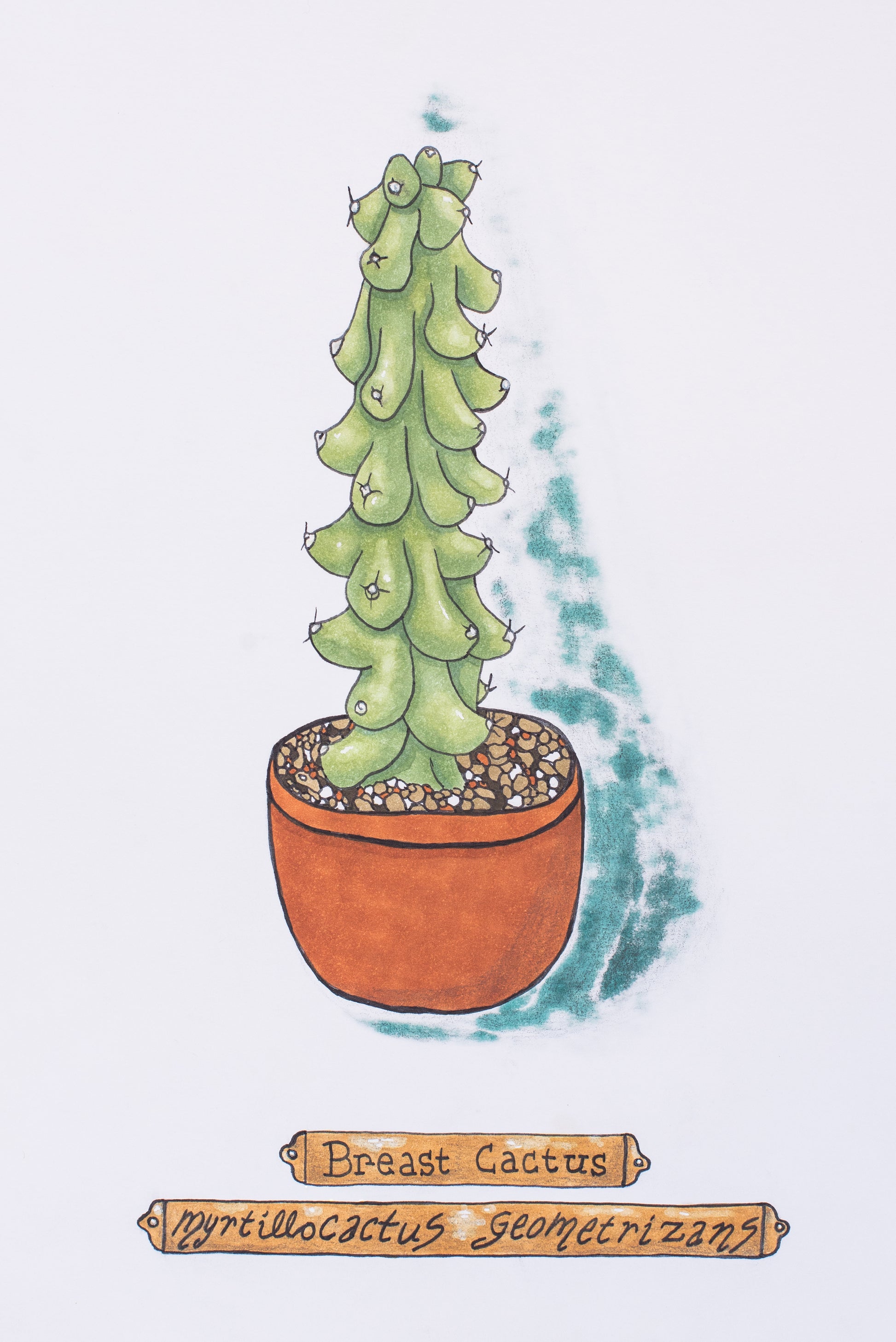 This illustration is done with copic markers. The drawing shows a breast cactus in a terra cotta colored pot.  On the bottom are 2 plaques that contain the plant information "Breast Cactus" "Myrtillocactus Geometrizans". If you don't know what these cactus's are like, well, imagine a tower of green boobies and you're pretty close!