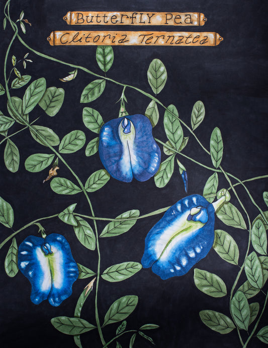 The artist has drawn these striking blue flowers using copic markers. There are 3 main blooms surrounded by green foliage, newly forming seed pods, and buds. The flowers of the butterfly pea are shaped provocatively ... The scientific name is "Clitoria Ternatea" for a reason. That scientific name and the more common name "Butterfly Pea" are each written in a golden plaque at the top of the art piece.