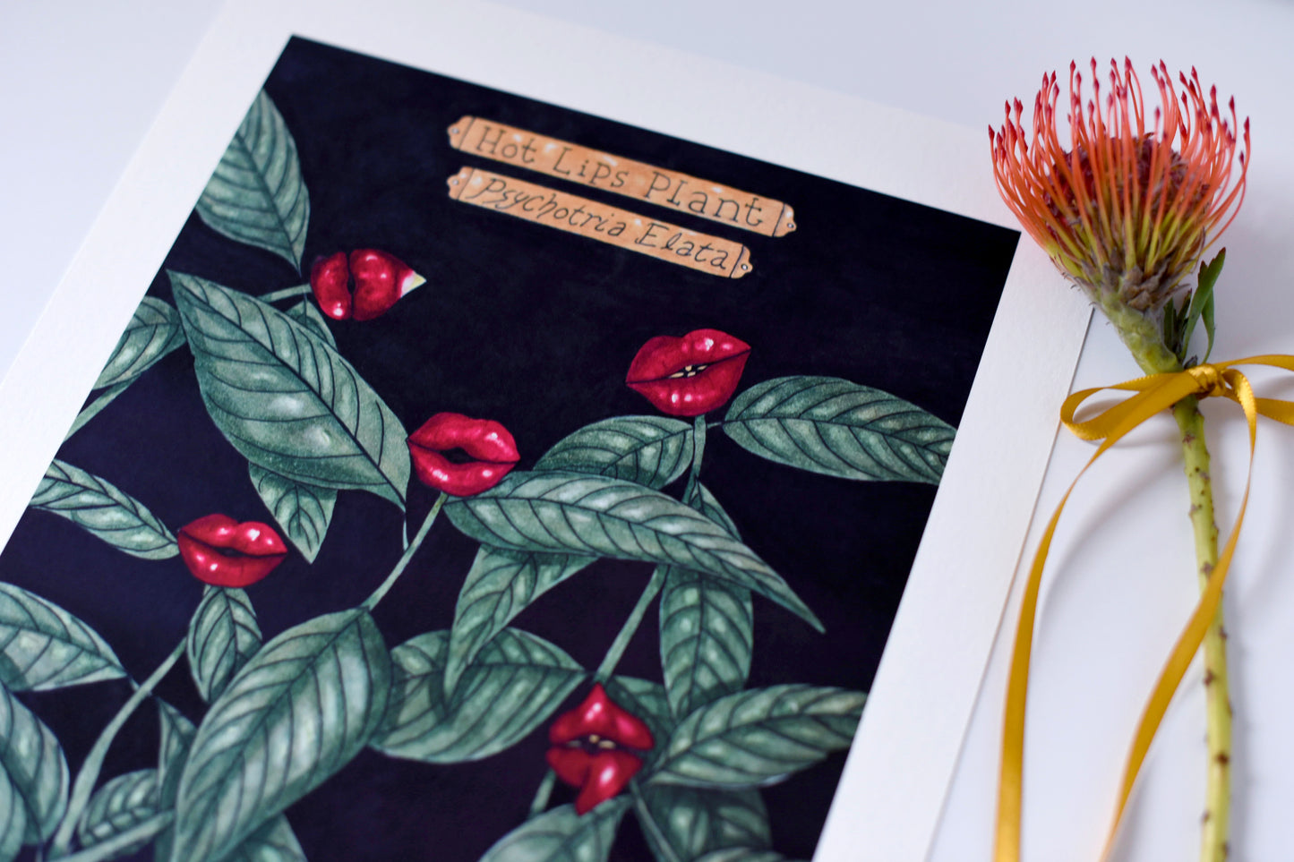 "Hot Lips Plant" - signed art print