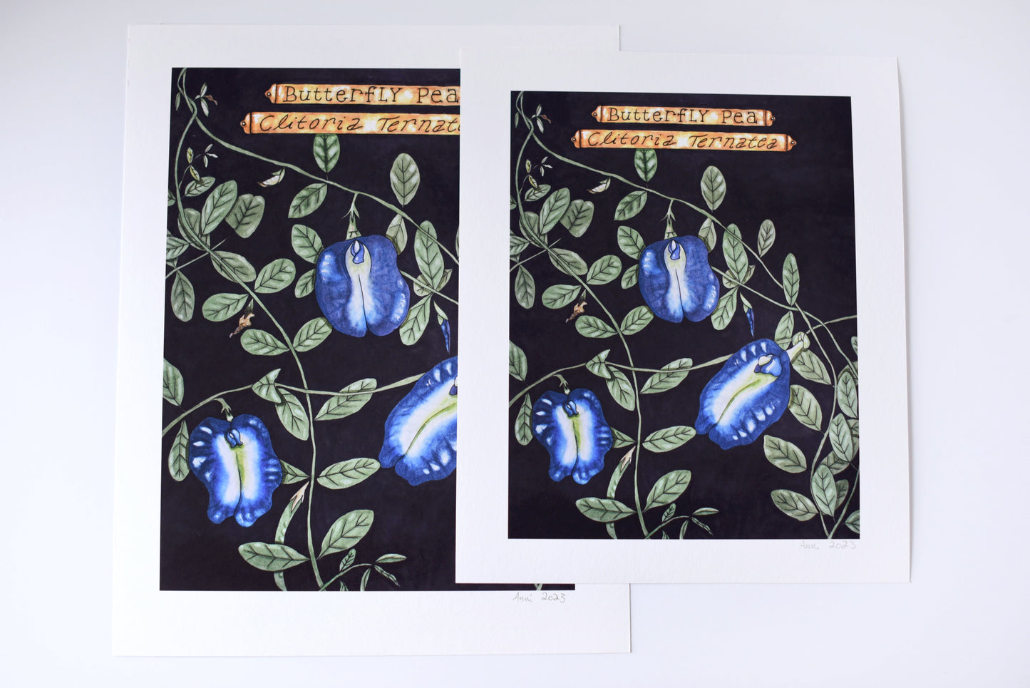 "Clitoria Ternatea" - signed art print