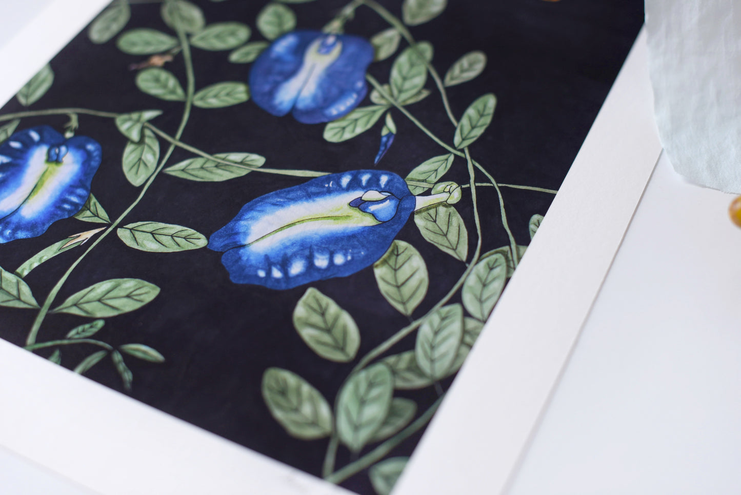 "Clitoria Ternatea" - signed art print