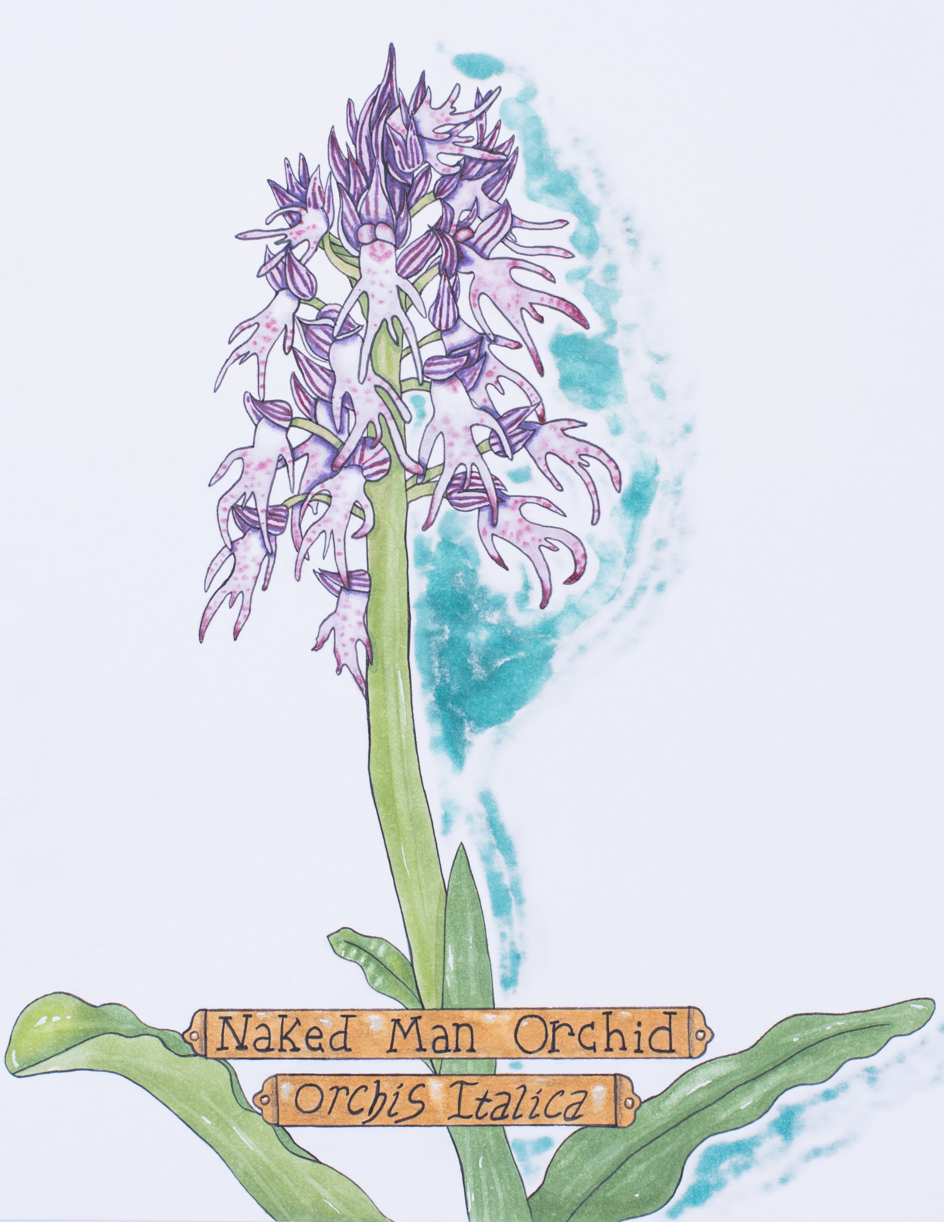 This is an art print of a illustration done in copic markers. The art shows a flower called a "Naked Man Orchid" also known as "Orchis Italica". The flower is a single stalk with multiple blooms on it - the blooms are light and dark purple and are shaped like little naked men. There is even a you-know-what in between their petal legs. The scientific and common names of this hilarious plant are written on golden illustrated plaques at the bottom of the art piece.