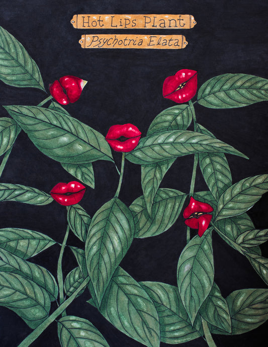 The art print for sale is of an art piece drawn with copic markers. The piece shows 5 bright red blooms that bear a striking resemblance to plump human lips. 2 flowers even show little bits of pollen in between the pursed lips, giving the appearance of teeth. The flowers are surrounded by illustrated green leaves and pop against a black background. Above the flowers are 2 golden plaques with the plant information: "Hot Lips Plant" and "Psychotria Elata"